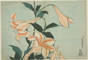Lilie, z nepojmenované série Velkých květin od Katsushika Hokusai