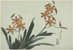 Orange Orchids, z nepojmenované série květin od Katsushika Hokusai