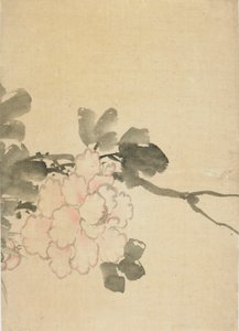 Pivoňka, konec 18.-začátek 19. století. od Katsushika Hokusai
