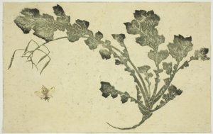 Stonek vosy a tuřínu, z „Obrazové knihy realistických obrazů Hokusai (Hokusai shashin gafu)“ od Katsushika Hokusai