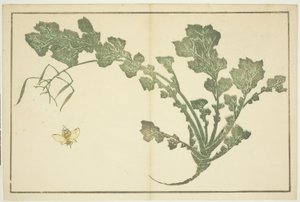 Stonek vosy a tuřínu, z „Obrazové knihy realistických obrazů Hokusai (Hokusai shashin gafu)“ od Katsushika Hokusai