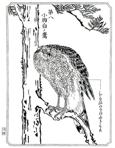 Jestřáb, 1898. od Kawanabe Kyosai