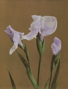 Iris Kaempfer, 1896 (ručně kolorovaný kolotyp)