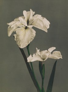 Iris Kaempferi, 1896 (ručně kolorovaný kolotyp)