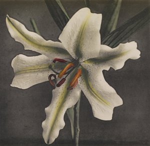 Lily, 1896 (ručně kolorovaný kolotyp)