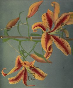 Lily, 1896 (ručně kolorovaný kolotyp)