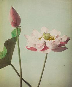 Lotus, 1896 (ručně kolorovaný kolotyp)