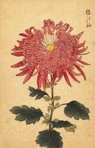 Hybridní růžová brková chryzantéma.,1893 (rytina) od Keika Hasegawa