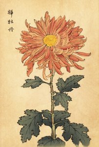 Hybridní lososově růžová chryzantéma.,1893 (rytina) od Keika Hasegawa