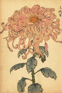 Hybridní lososově růžová chryzantéma se zkadeřenými okvětními lístky.,1893 (rytina)