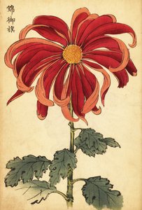 Hybridní šarlatová a růžová chryzantéma., 1893 (rytina) od Keika Hasegawa