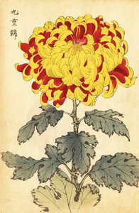 Hybridní šarlatová a žlutá chryzantéma., 1893 (rytina) od Keika Hasegawa