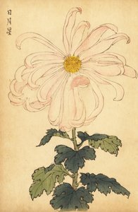 Hybridní bílá a růžová chryzantéma., 1893 (rytina) od Keika Hasegawa