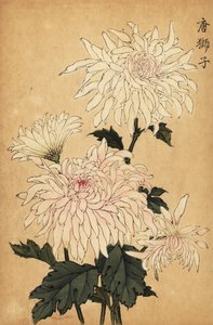 Hybridní bílá chryzantéma, Chrysanthemum indicum. ,1893 (rytina)