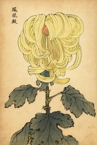 Hybridní žlutá incurve chryzantéma., 1893 (rytina) od Keika Hasegawa