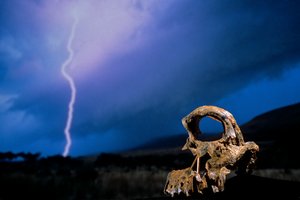 DOH; The First Steps,Broken Skull, STW 847, Lightning, High veld, Swartkrans, Jižní Afrika, 2008 (foto) od Kenneth Garrett