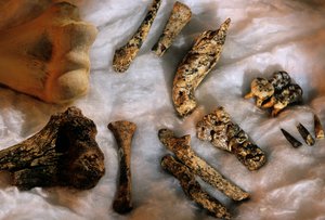 Kosti hominidů s pažní kostí moderního člověka (vlevo nahoře) pro porovnání velikosti, Drimolean... od Kenneth Garrett