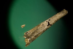 Tibia a dolní řezáky, Boxgrove, Anglie, 500000 BP, fosilie Homo Heidelbergensis od Kenneth Garrett