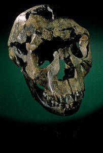 Turkana Boy, Keňa, West Turkana, Lake Turkana, KNMER-WT15000, H. erectus, Nariokotome..., 2008 (foto) od Kenneth Garrett