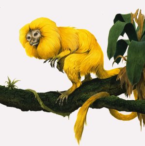 M jako Marmoset