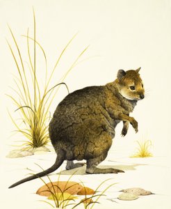 Quokka z Austrálie, druh valacha.