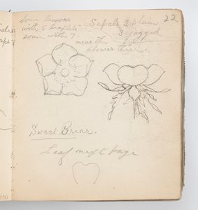 Strana skicáře: Sweet Briar od Kenyon Cox