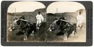 Farmaření poblíž Soulu, Jižní Korea, 1900. od Keystone View Company