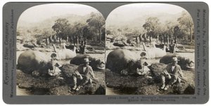 Výsledek ranního lovu hrochů na řece Mlembo, Rhodesie, Afrika, 1910 od Keystone View Company