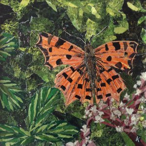 Flutter - Comma Butterfly Na Japonica