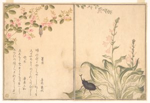  od Kitagawa Utamaro
