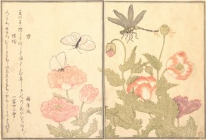 Zasažen létáním, D Ragon fly Kagero r Dragonfly, 1788. od Kitagawa Utamaro