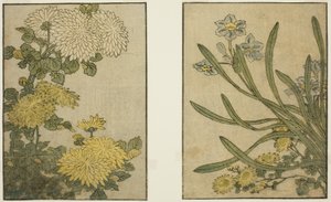 Chryzantéma a narcis, z ilustrované knihy "Obrázková kniha: Květiny čtyř ročních období (Ehon shiki no hana)," sv. 2 od Kitagawa Utamaro
