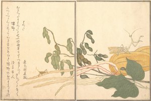 Kobylka kuželovitá nebo saranče, batta, Kudlanka Toro nebo Kamakiri..., 1788. od Kitagawa Utamaro