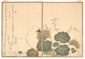  od Kitagawa Utamaro