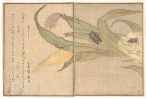  od Kitagawa Utamaro
