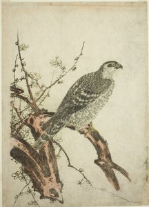 Jestřáb na švestkové větvi od Kitagawa Utamaro
