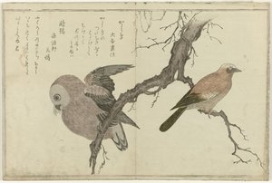 Jay a sova od Kitagawa Utamaro