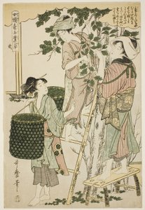 č. 2 (ni), ze série "Ženy angažované v serikultuře (Joshoku kaiko tewaza-gusa)" od Kitagawa Utamaro