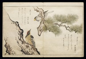 P.332-1946 Svazek 1 f.3 Jestřáb a datel, z alba "Ptáci v žertovných písních", 1791 (barevný dřevoryt) od Kitagawa Utamaro