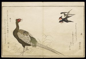 S.332-1946 Vol.1 f.6 Pair of Chimney Swallows and a Green Pheasant, z alba 