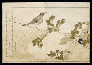 S.332-1946 Vol.2 f.2 Manchurian Great Tit and a Robin, z alba 