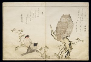 S.332-1946 Vol.2 f.4 An Owl and two Eastern Bullfinches, z alba 