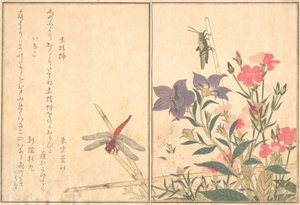 Červená vážka Akatonbo, Locust Inago..., 1788. od Kitagawa Utamaro