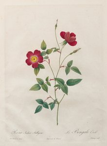 Rosa Indica Stelligera od Kitagawa Utamaro