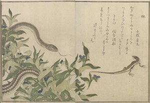 Had a ještěrka, 1788 (barevný dřevořez) od Kitagawa Utamaro