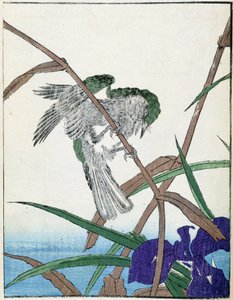 Pták na stromě. Japonská kresba Kitao Kosuisai od Kitao Shigemasa