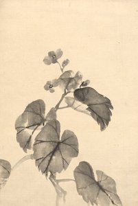 Pobočka Begonia v květu.