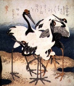Pět jeřábů s bílým peřím v různých pózách na rožni písku, ze série Three Petals, cca 1816 (inkoust) od Kubo Shumman