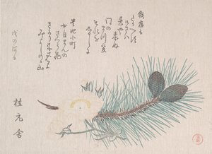 Pines and Cherry Blossoms, pravděpodobně 1814. od Kubo Shunman
