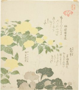 Žluté růže (Yae yamabuki) a lomikámen plazivý (Yukinoshita), ze série „Sbírka rostlin pro kroužek poezie Kasumi (Kasumi-ren somoku awase)“ od Kubo Shunman
